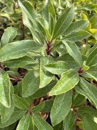 Attēlu rezultāti vaicājumam “Ericaceae”