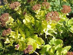 Attēlu rezultāti vaicājumam “Hypnum pallescens sporophyte”