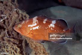 Image result for Epinephelus morio