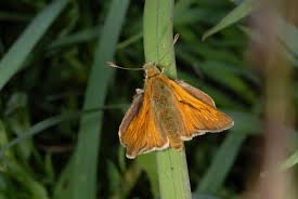 Attēlu rezultāti vaicājumam “Ochlodes sylvanus female”