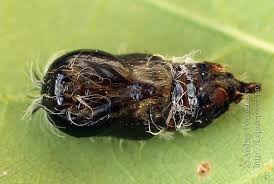 Attēlu rezultāti vaicājumam “Lymantria monacha pupa”