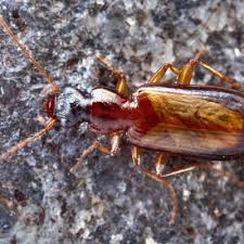 Attēlu rezultāti vaicājumam “Dromius quadrimaculatus”