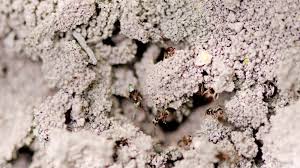 Attēlu rezultāti vaicājumam “Formica rufa imago”