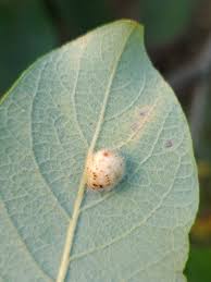 Attēlu rezultāti vaicājumam “Euura pedunculi”