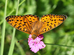Attēlu rezultāti vaicājumam “Argynnis niobe underside”