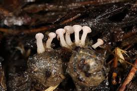 Attēlu rezultāti vaicājumam “Cudoniella clavus”