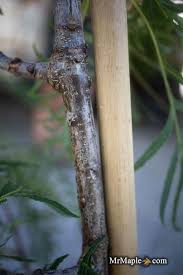 Attēlu rezultāti vaicājumam “Quercus robur fo. pectinata”