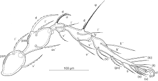 Attēlu rezultāti vaicājumam “Belbodamaeus sp.”