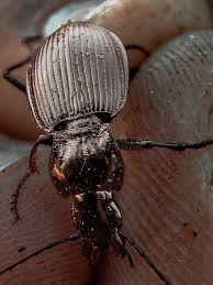 Attēlu rezultāti vaicājumam “Pterostichus melanarius”