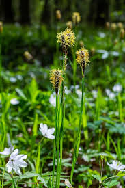 Attēlu rezultāti vaicājumam “Carex pilosa flower”