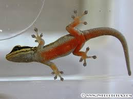 Attēlu rezultāti vaicājumam “Lycogala convexum young”