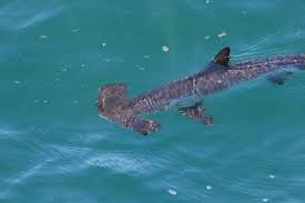 Image result for Sphyrna zygaena