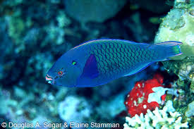 Image result for Scarus niger