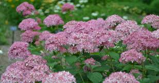 Attēlu rezultāti vaicājumam “Hydrangea arborescens subsp. discolor flower”