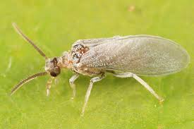 Attēlu rezultāti vaicājumam “Coniopterygidae”