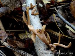 Attēlu rezultāti vaicājumam “Macrotyphula fistulosa”