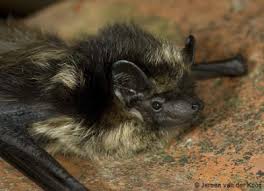 Attēlu rezultāti vaicājumam “Eptesicus nilssonii”