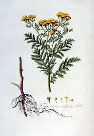 Image result for Tanacetum vulgare