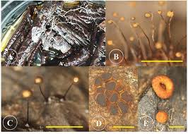 Attēlu rezultāti vaicājumam “Diderma hemisphaericum stalked”