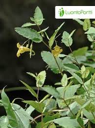 Attēlu rezultāti vaicājumam “Impatiens noli-tangere leaf”