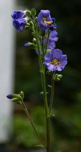 Attēlu rezultāti vaicājumam “Polemonium caeruleum bud”