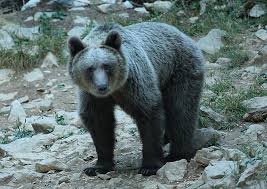 Attēlu rezultāti vaicājumam “Ursus arctos”