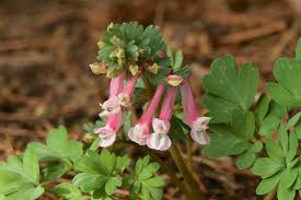 Attēlu rezultāti vaicājumam “Corydalis solida fruit”