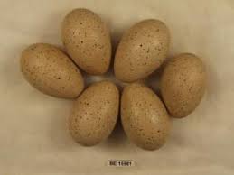 Attēlu rezultāti vaicājumam “Fulica atra eggs”