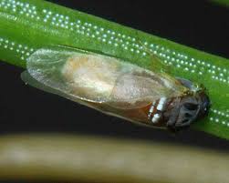 Attēlu rezultāti vaicājumam “Adelges laricis nymph”