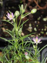 Attēlu rezultāti vaicājumam “Spergularia rubra”
