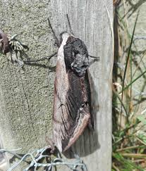 Attēlu rezultāti vaicājumam “Sphinx ligustri”