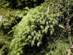 Attēlu rezultāti vaicājumam “Seligeria donniana sporophyte”