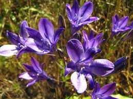 Attēlu rezultāti vaicājumam “Bolboschoenus maritimus flower”