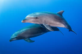 Image result for Tursiops truncatus