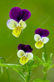 Attēlu rezultāti vaicājumam “Viola tricolor flower”