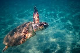Image result for Caretta caretta