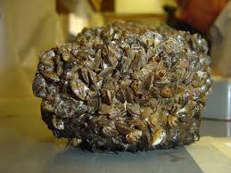 Attēlu rezultāti vaicājumam “Dreissena polymorpha”