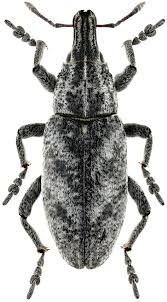 Attēlu rezultāti vaicājumam “Cleonis pigra”