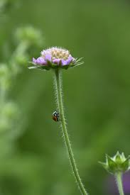 Attēlu rezultāti vaicājumam “Knautia arvensis bud”