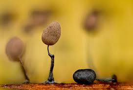 Attēlu rezultāti vaicājumam “Didymium nigripes macro”