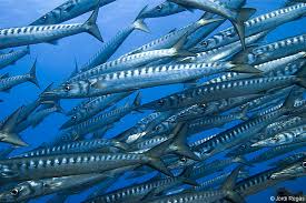 Image result for Sphyraena viridensis