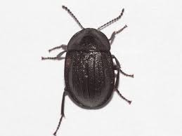 Attēlu rezultāti vaicājumam “Phosphuga atrata”