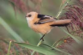 Attēlu rezultāti vaicājumam “Panurus biarmicus male”