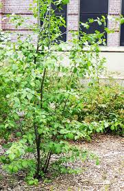 Attēlu rezultāti vaicājumam “Alnus incana”