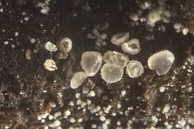 Attēlu rezultāti vaicājumam “Lachnum corticale”