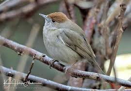 Attēlu rezultāti vaicājumam “Sylvia atricapilla”