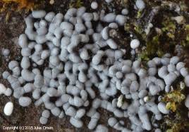 Attēlu rezultāti vaicājumam “Physarum ovisporum spores”