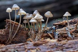 Attēlu rezultāti vaicājumam “Mycena belliarum”