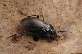 Attēlu rezultāti vaicājumam “Carabus nemoralis”