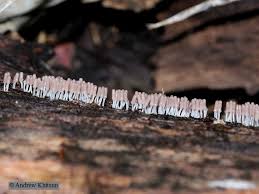 Attēlu rezultāti vaicājumam “Arcyria denudata young”